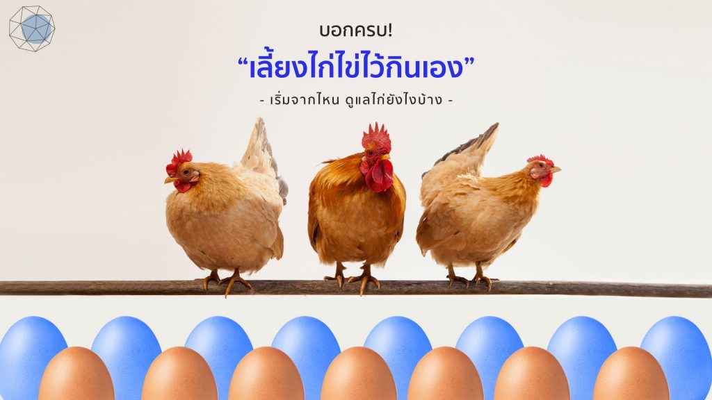 “เลี้ยงไก่ไข่ไว้กินเอง” เริ่มจากไหน ดูแลไก่ยังไงบ้าง