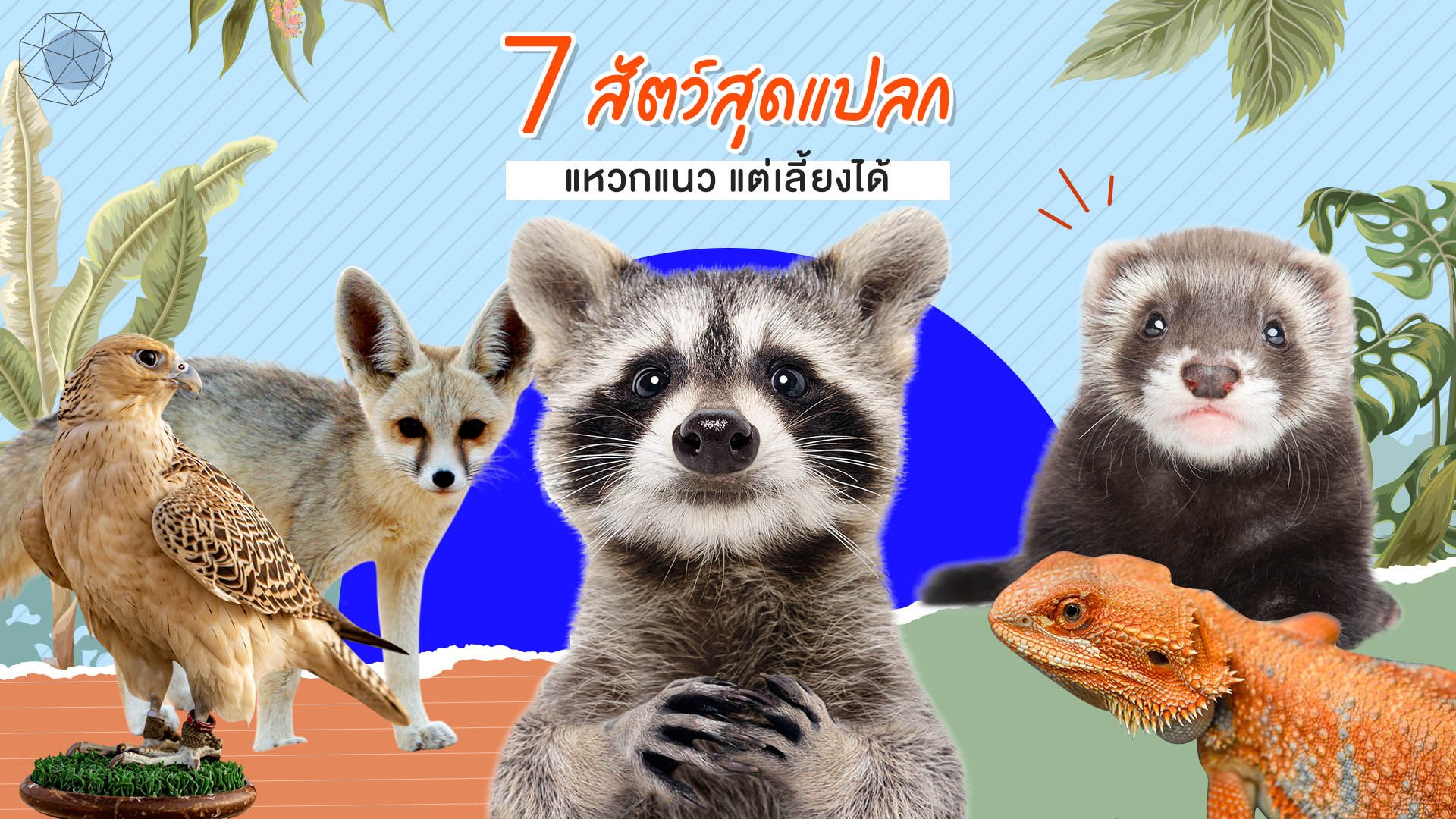 7 สัตว์เลี้ยงสุดแปลก (Exotic Pet) เลี้ยงได้ในไทย แถมน่ารักจัด! | Shortrecap