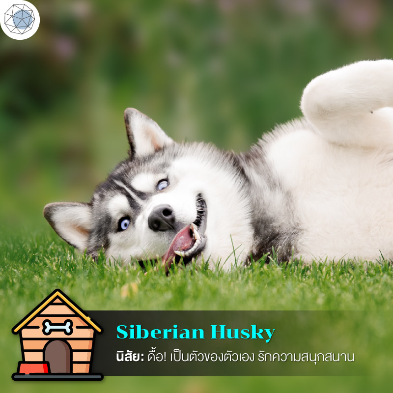 ไซบีเรียน ฮัสกี้ (Siberian Husky)