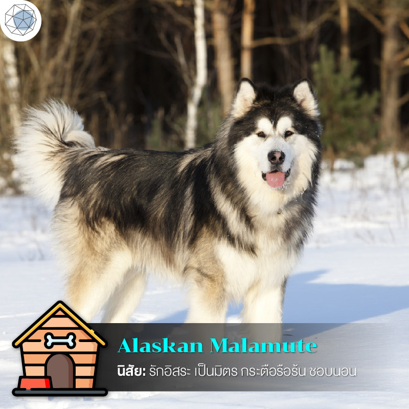 5. อลาสกัน มาลามิวต์ (Alaskan Malamute)