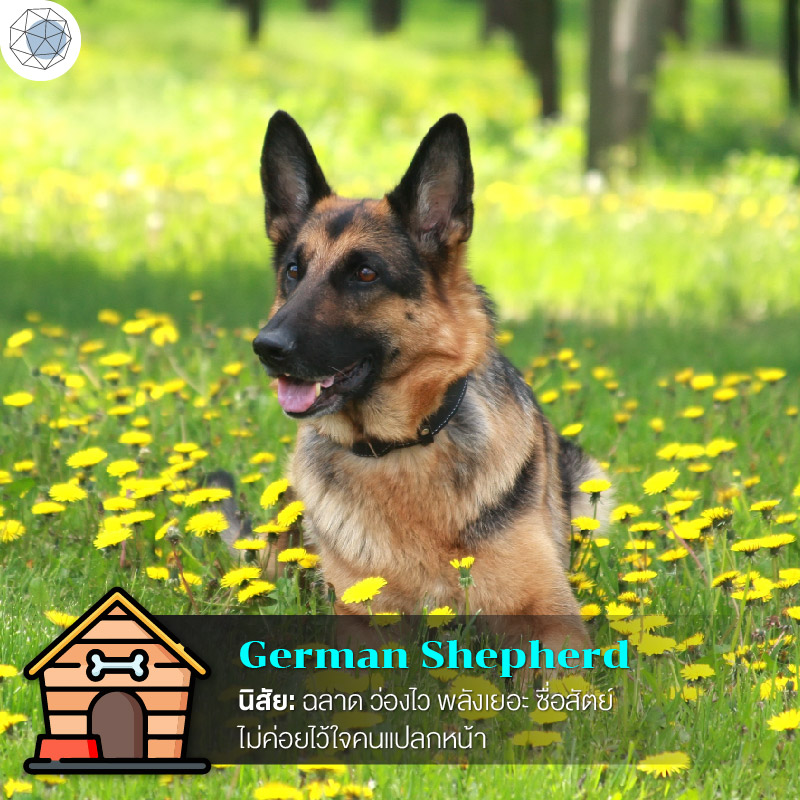เยอรมัน เชพเพิร์ด (German Shepherd)