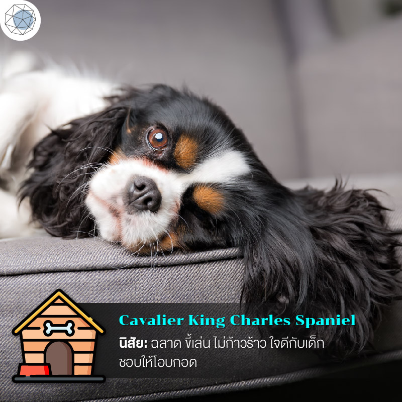 คาวาเลียร์ คิง ชาลส์ สแปเนียล (Cavalier King Charles Spaniel)