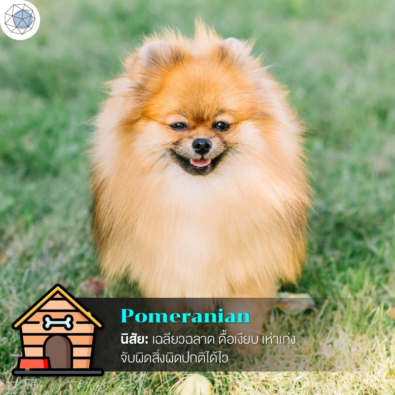 ปอมเมอเรเนียน (Pomeranian)