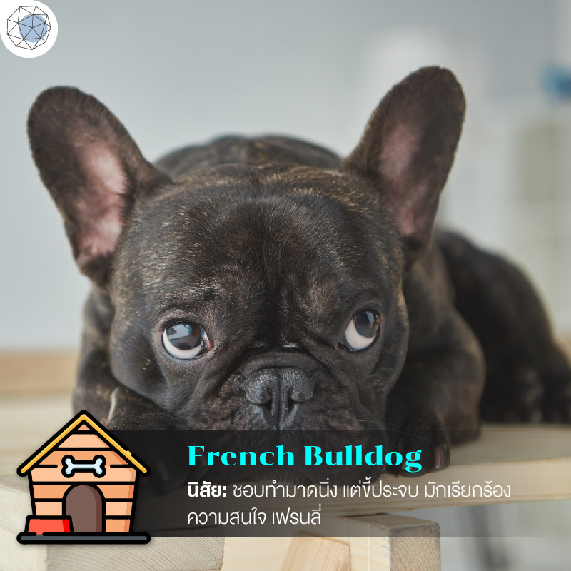 เฟรนช์ บูลด็อก (French Bulldog)