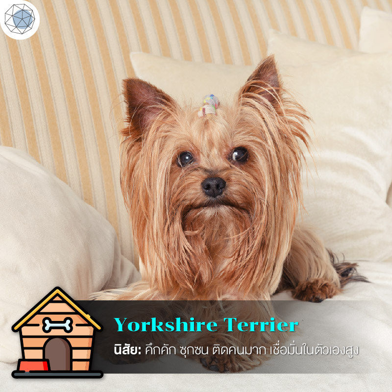 ยอร์คเชียร์ เทอร์เรียร์ (Yorkshire Terrier)