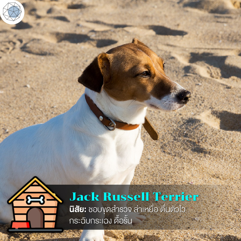 แจ็ค รัสเซล เทอร์เรีย (Jack Russell Terrier)