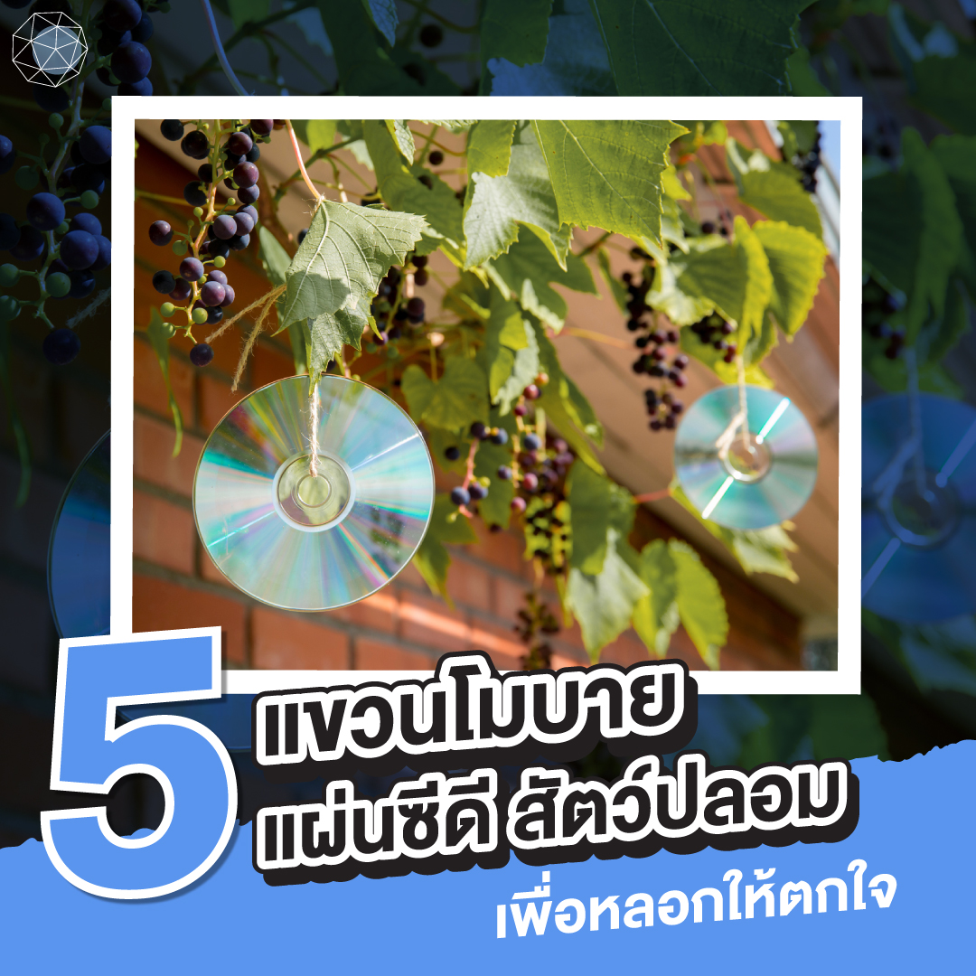 วิธีไล่นกพิราบ อุปกรณ์หลอก