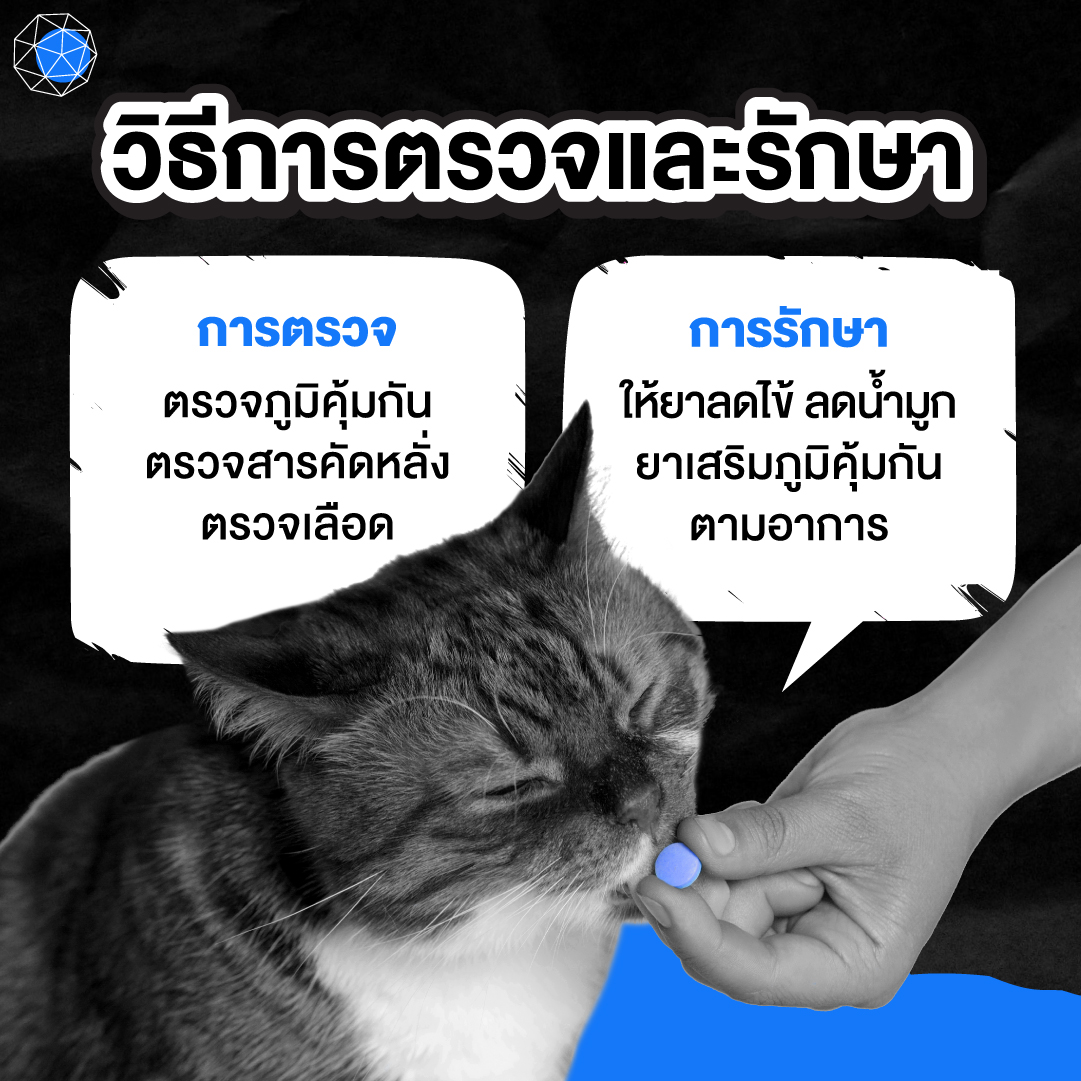 การตรวจ วิธีรักษา แมวเป็นหวัด