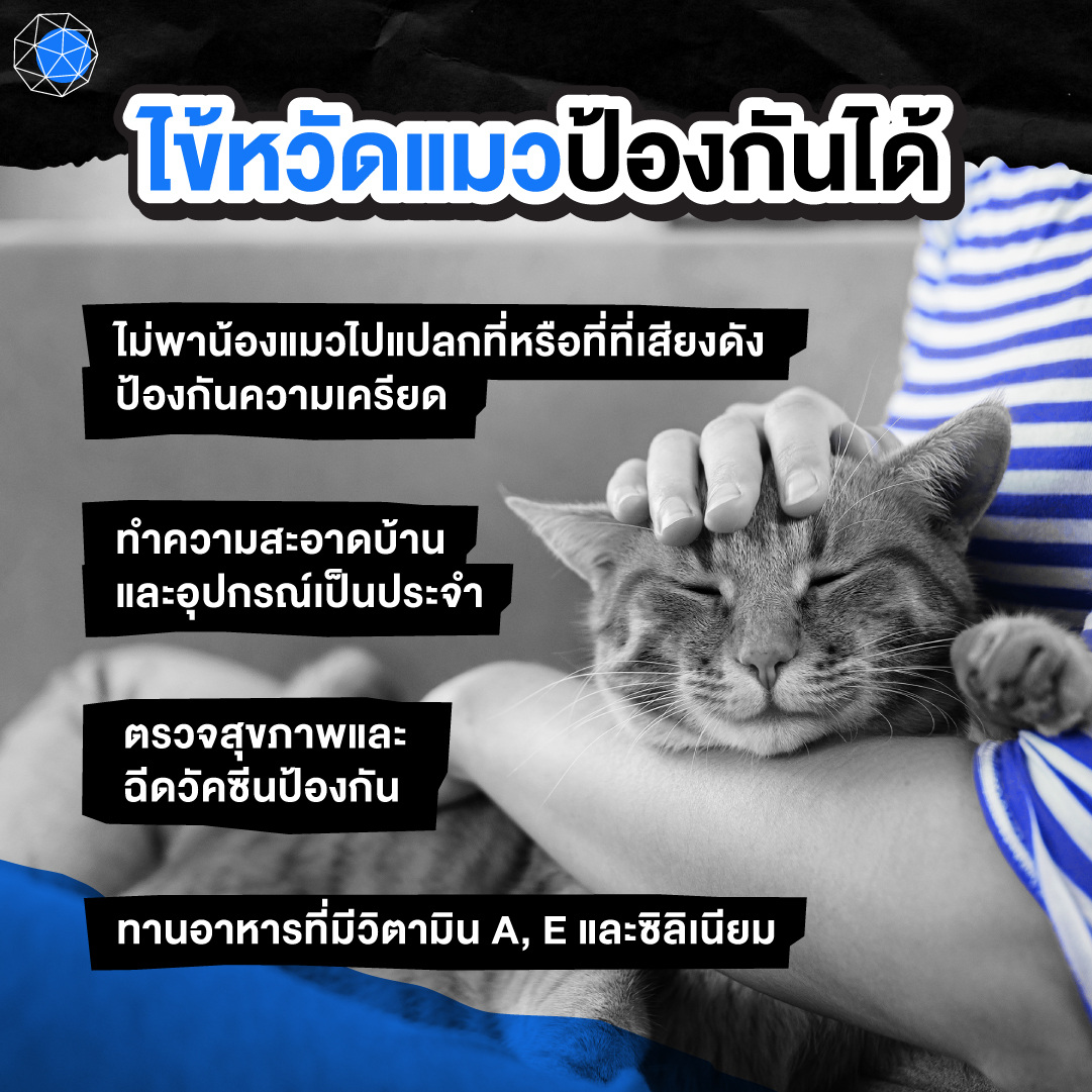 ป้องกัน แมวเป็นหวัด